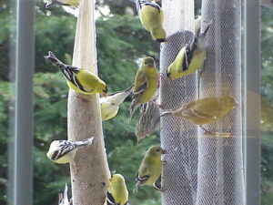 Yellow finch love the Reiki Ranch kitchen window