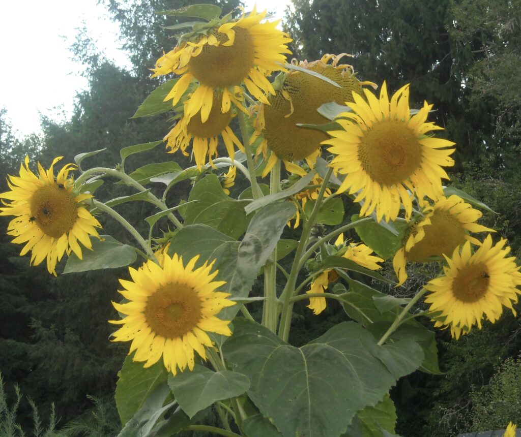 Reiki Ranch Sunflowers