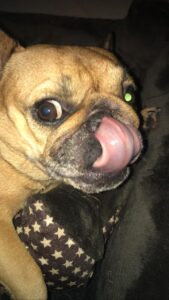 Frenchie large tongue